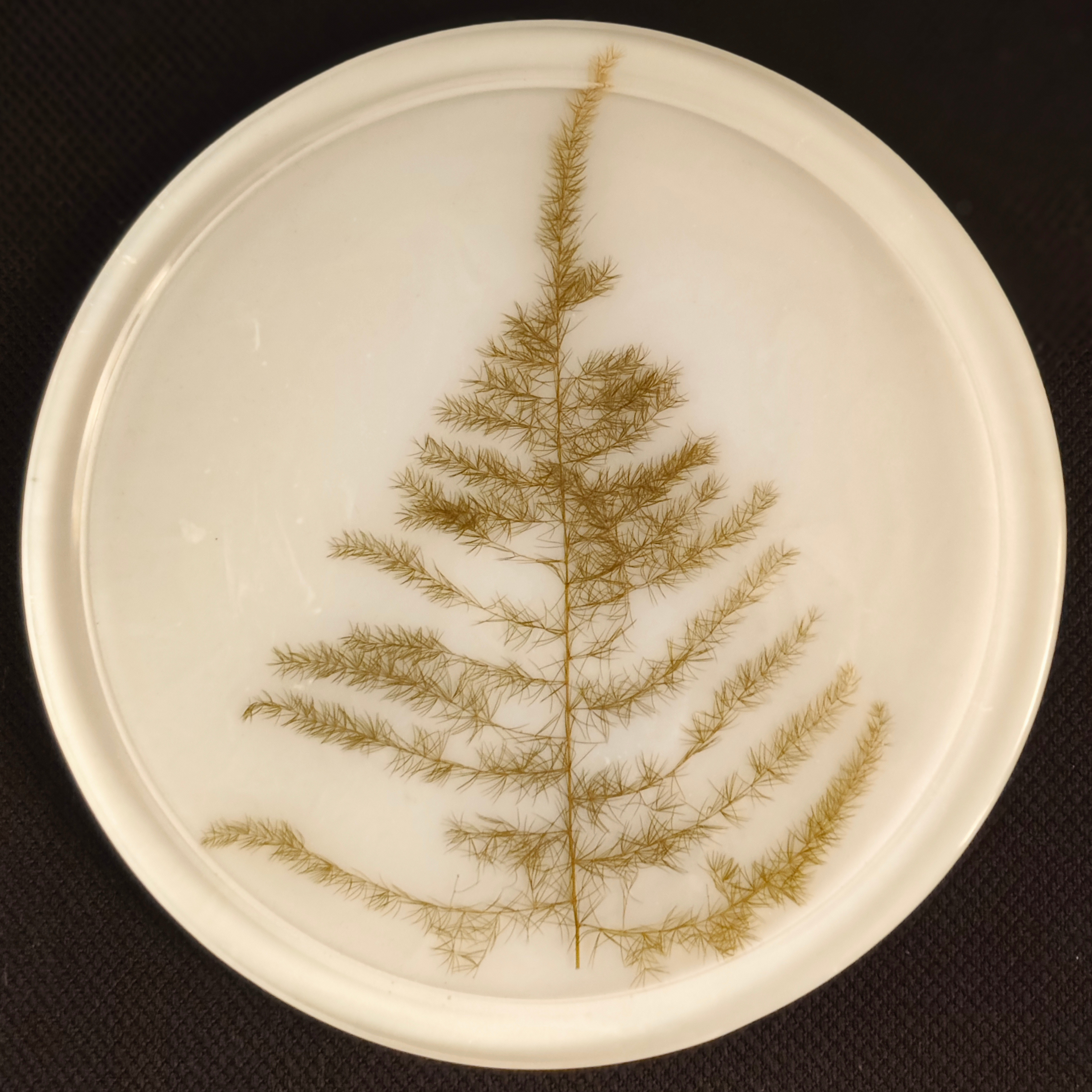 6 Inch Round Trinket Tray Mould - The Mould Story